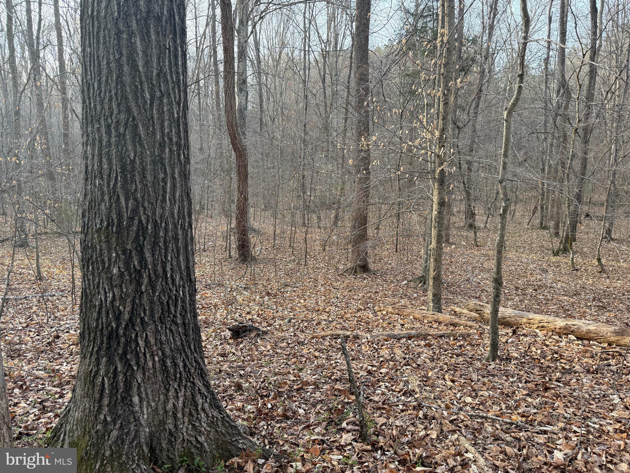 0 Paynes Pond Road Scottsville, VA 24590 - Photo 69 of 71