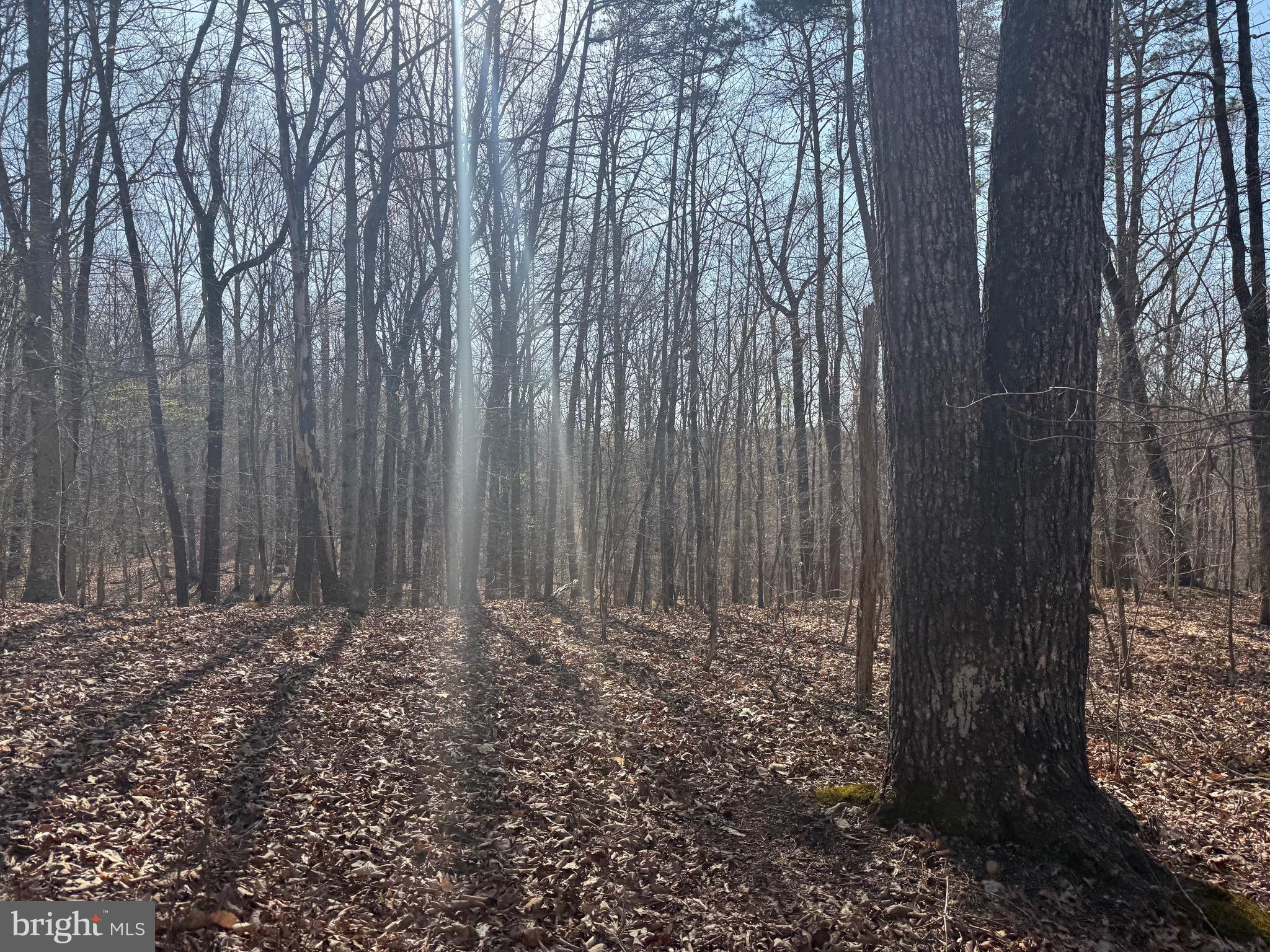 0 Paynes Pond Road Scottsville, VA 24590 - Photo 7 of 71
