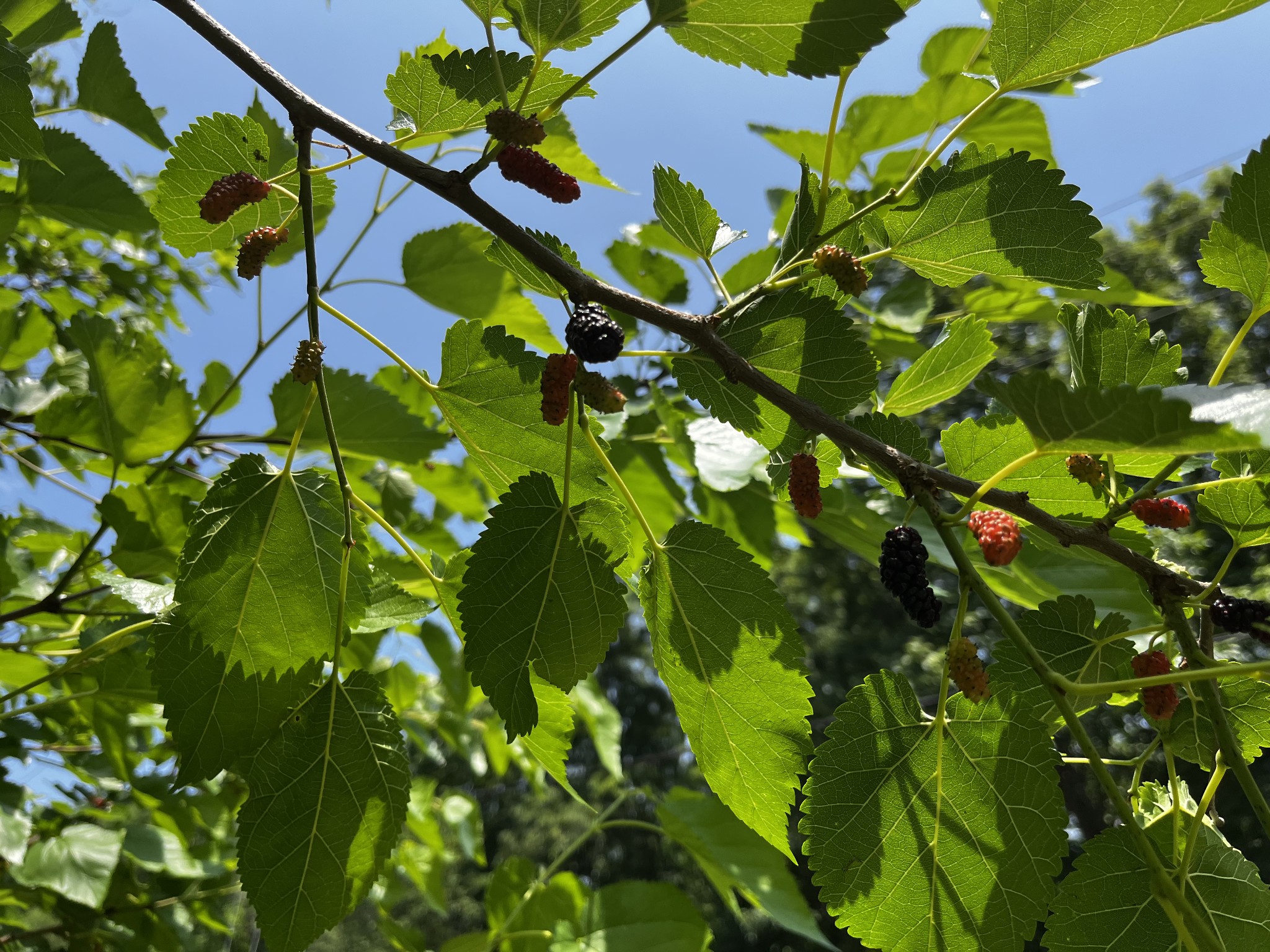 1763 Highway 166 Mount Pleasant, TN 38474 - Photo 32 of 40 a view of a plant