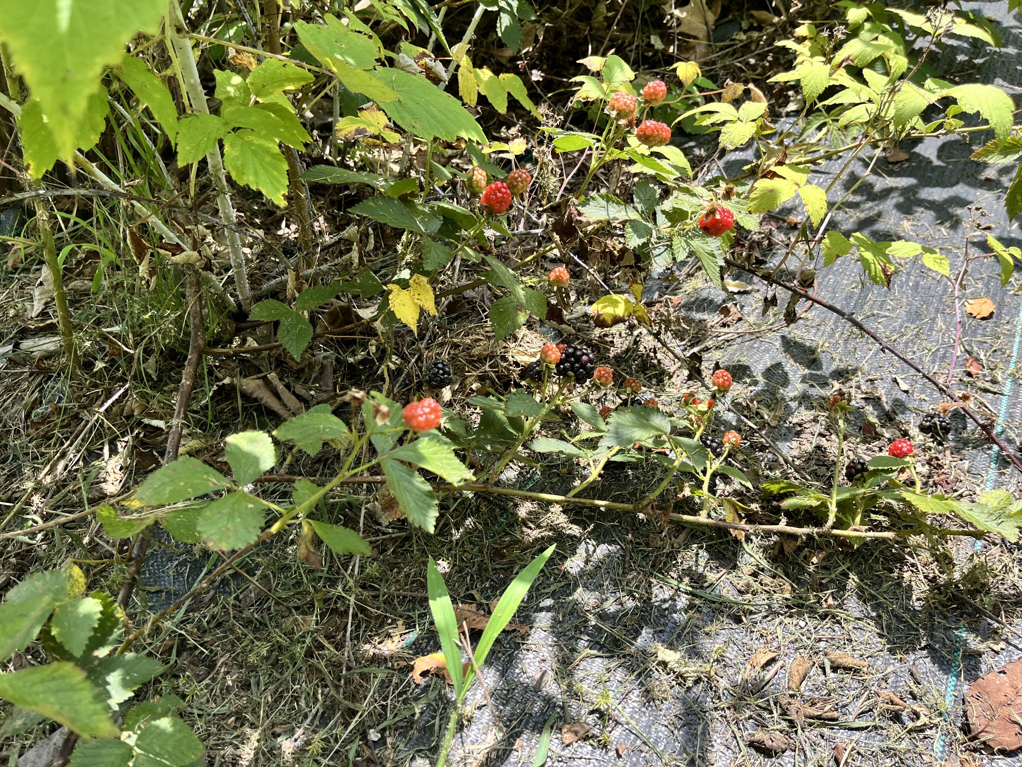 1763 Highway 166 Mount Pleasant, TN 38474 - Photo 33 of 40 a view of flowers