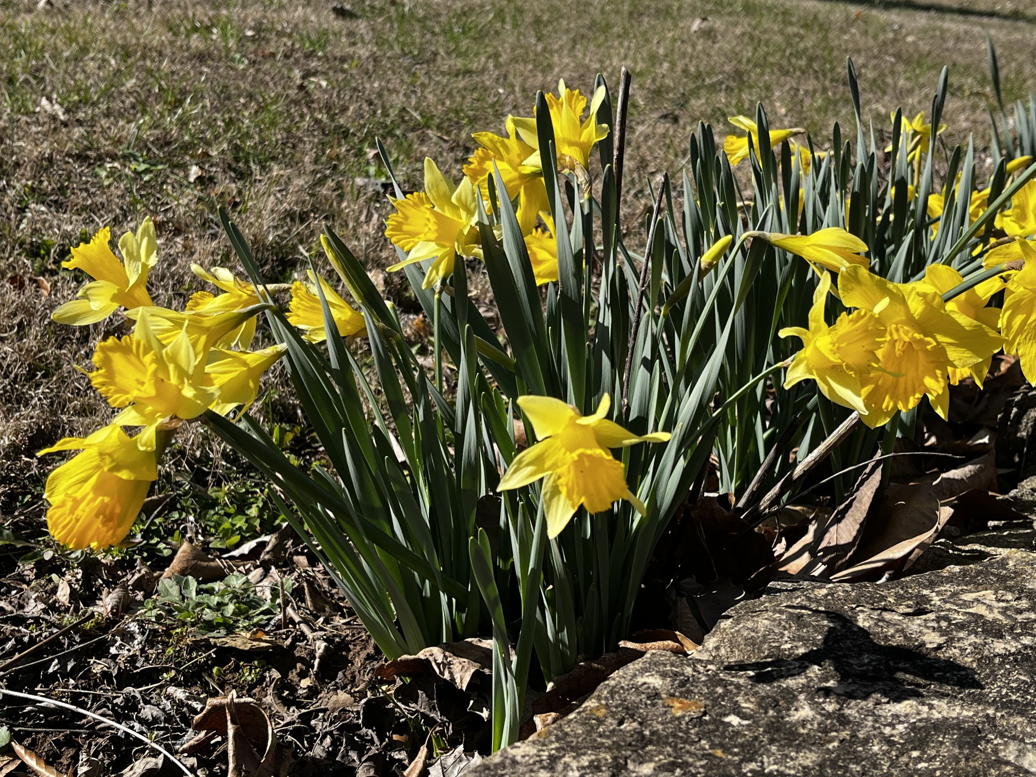 1763 Highway 166 Mount Pleasant, TN 38474 - Photo 34 of 40 a view of a flower in a garden