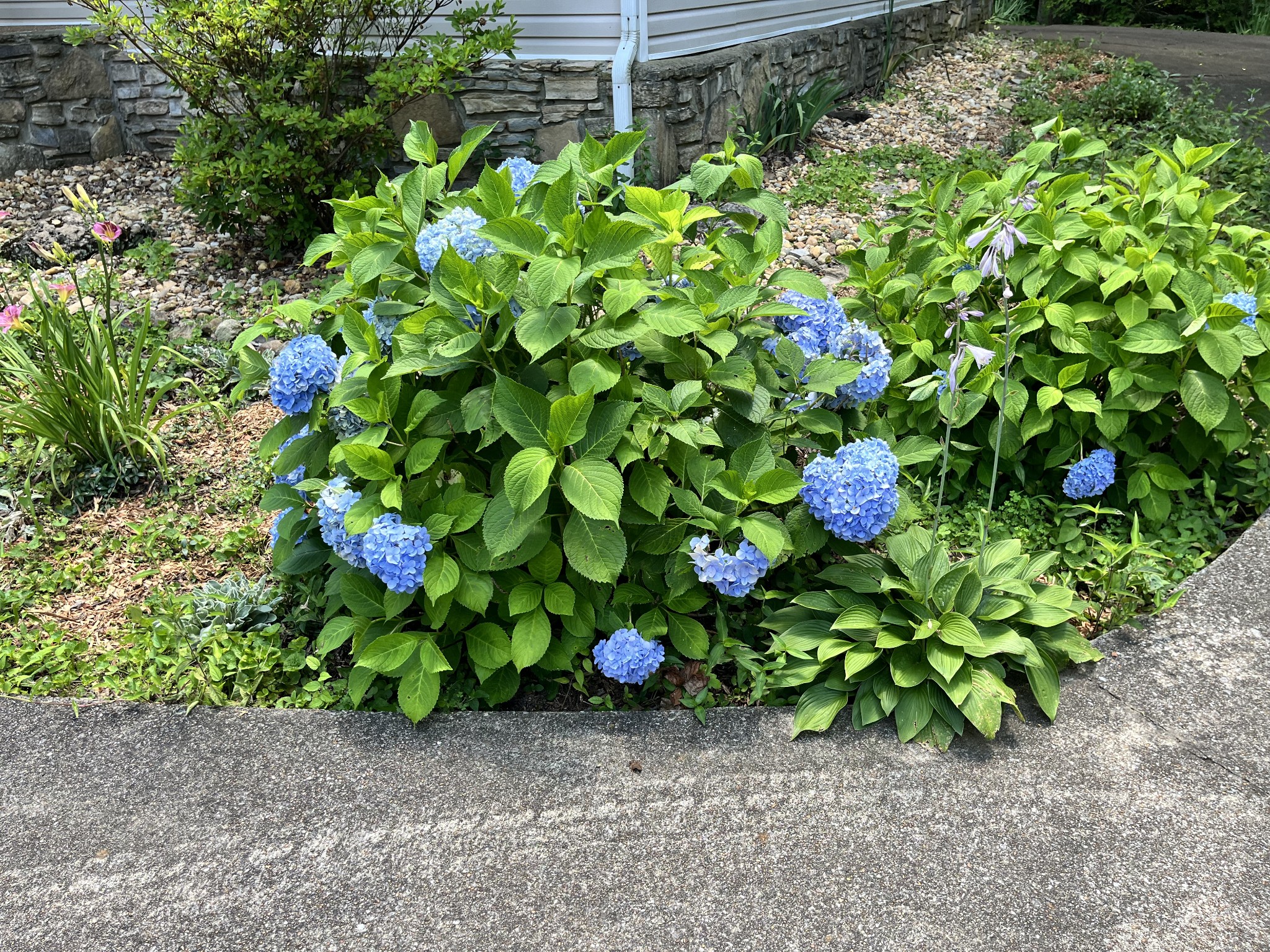 1763 Highway 166 Mount Pleasant, TN 38474 - Photo 35 of 40 a backyard of a house with lots of green space