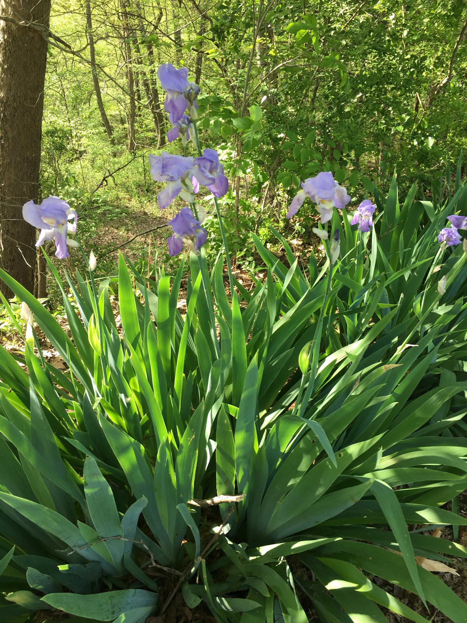 1763 Highway 166 Mount Pleasant, TN 38474 - Photo 36 of 40 a backyard of a house with lots of green space