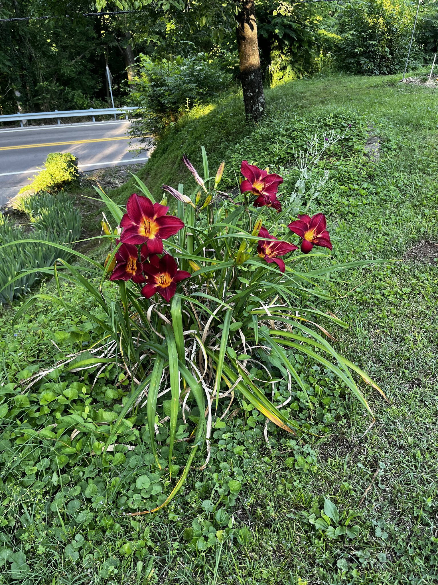 1763 Highway 166 Mount Pleasant, TN 38474 - Photo 37 of 40 a view of a flower in a garden
