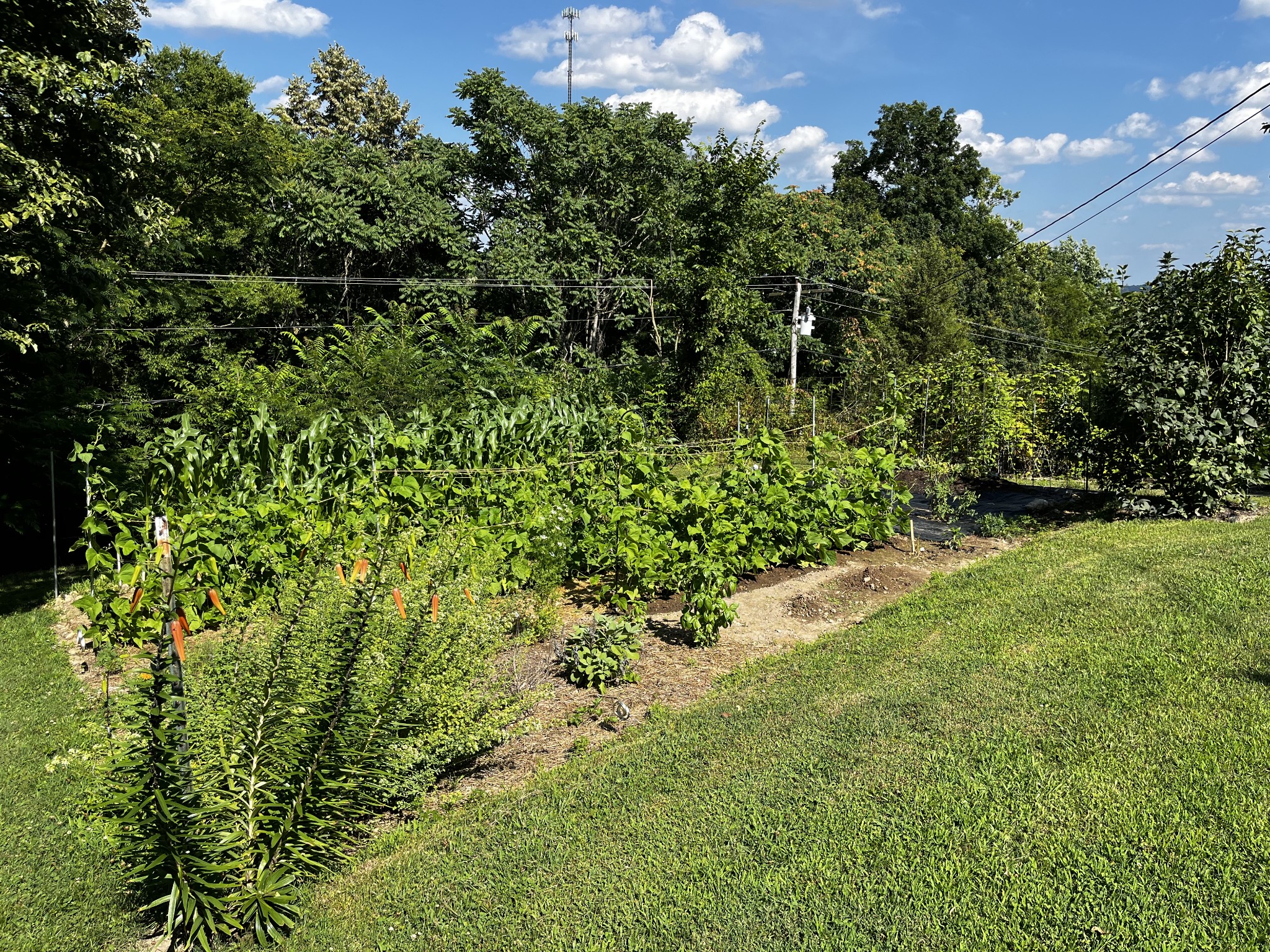 1763 Highway 166 Mount Pleasant, TN 38474 - Photo 39 of 40