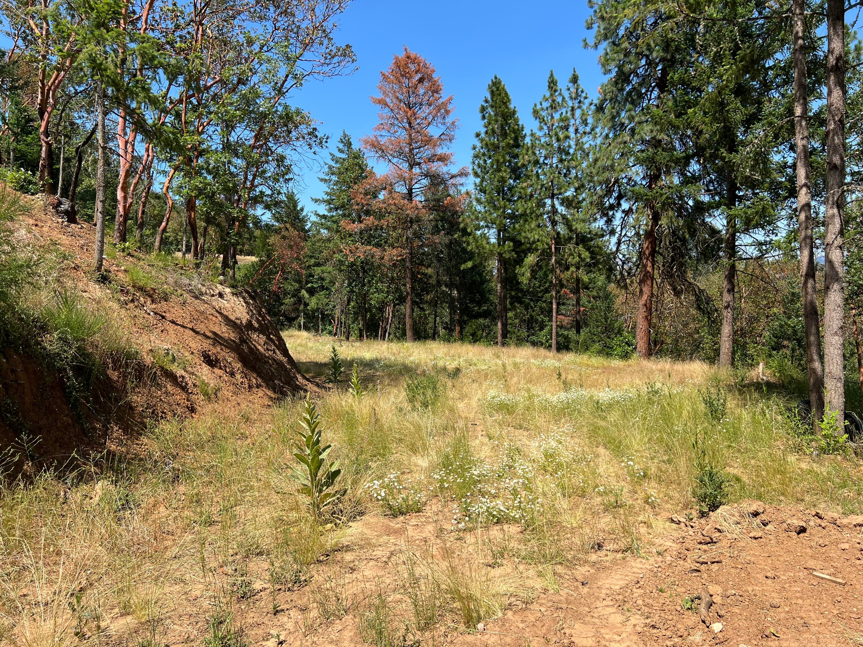 6744 Coleman Creek Road Medford, OR 97501 - Photo 12 of 21 IMG_8971