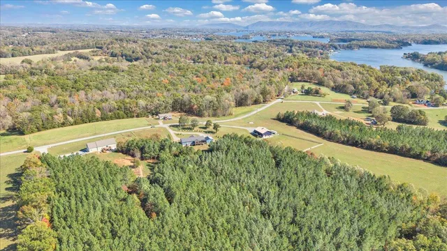 a view of a forest with trees in the background