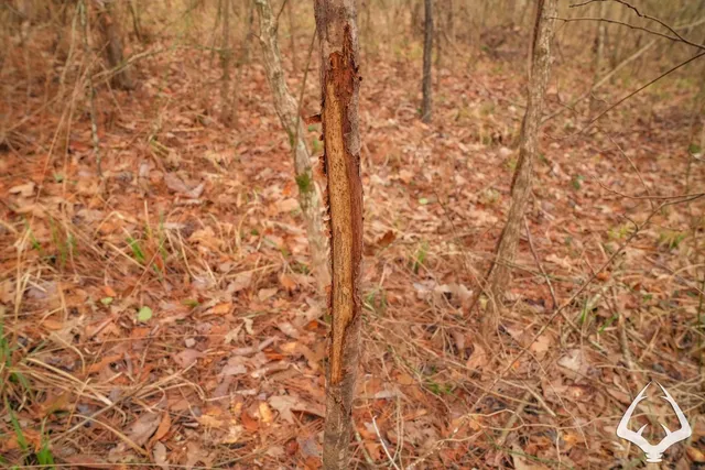 a bathroom with a shower curtain