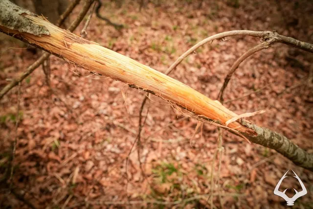 a backyard of a house with lots of trees