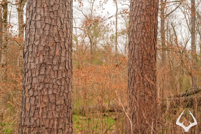 a view of a city with lush green forest