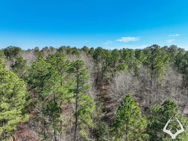 a view of a forest with a forest
