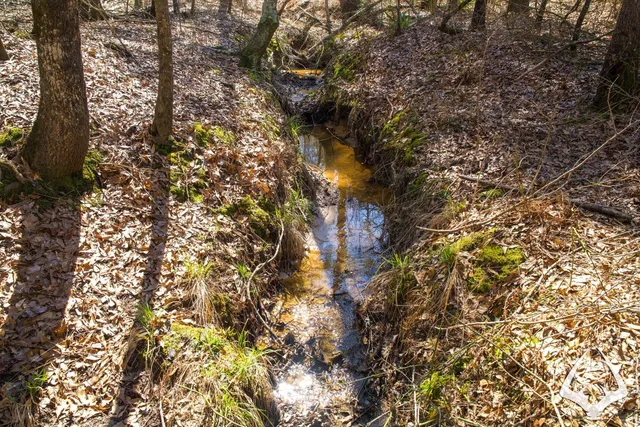 a close up of a tree