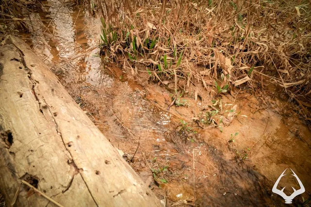 a view of backyard with green space
