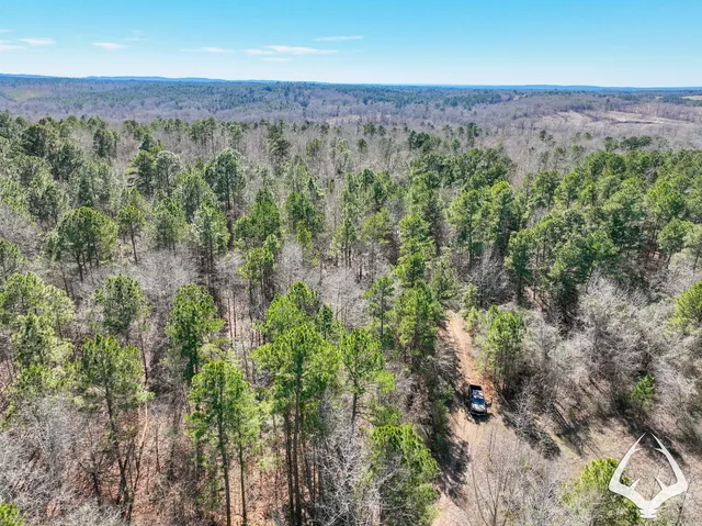 a view of a forest with trees in front of it
