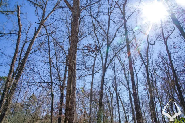 a close up of a plant