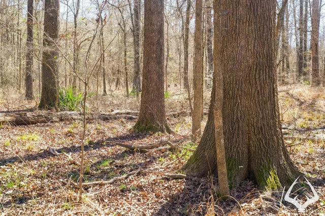 a view of a yard with a tree