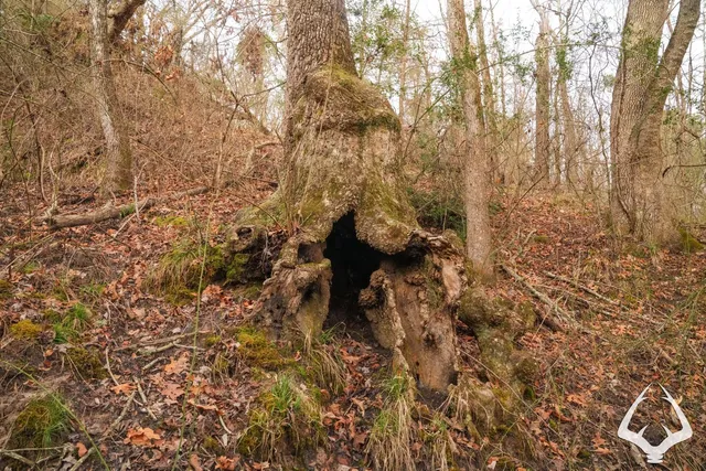 a view of backyard and a yard