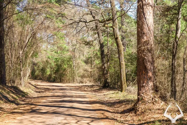 a view of a yard and trees