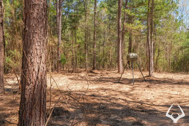 a view of a yard with trees