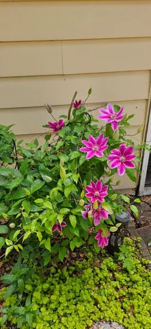 $338,900 | 3584 West Maple Road, Wixom, MI 48393