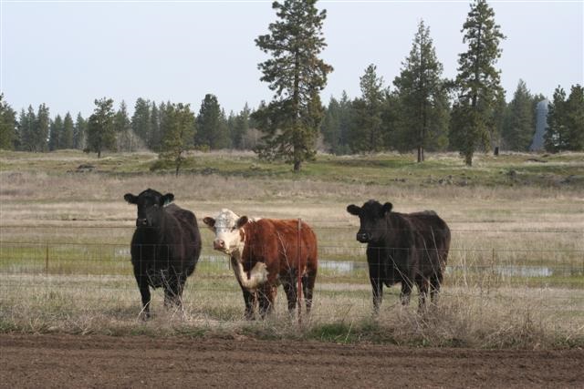 0 South Harmony Road Cheney, WA 99004 - Photo 12 of 19
