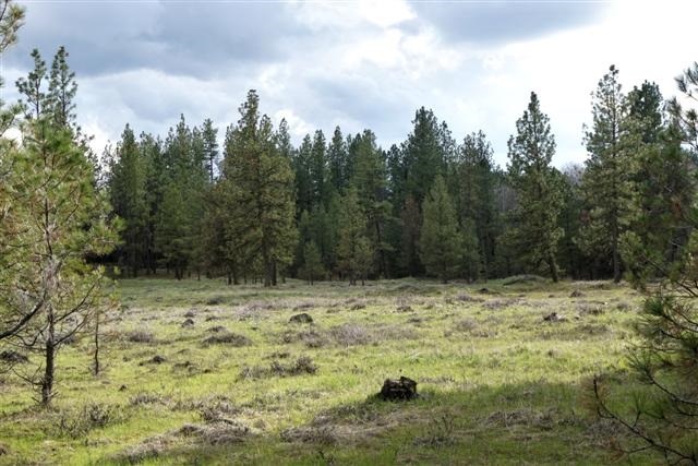 0 South Harmony Road Cheney, WA 99004 - Photo 13 of 19