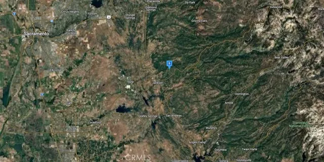 a view of a forest with a tree