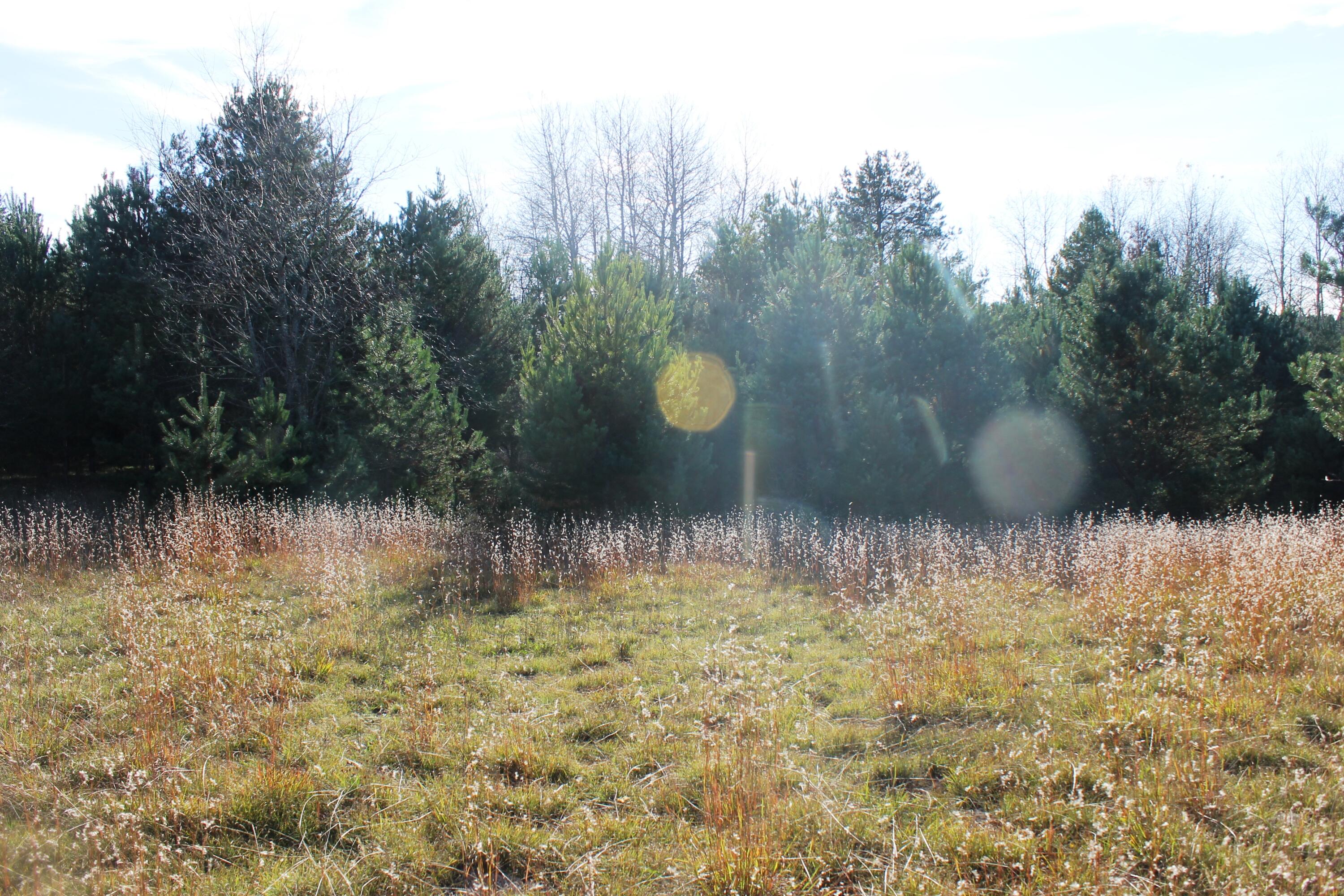 8126 North Petersen Road Frederic, MI 49733 - Photo 50 of 77 Gallery Image 50