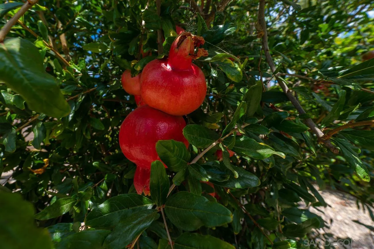 13610 Putney Road Poway, CA 92064 - Photo 36 of 62