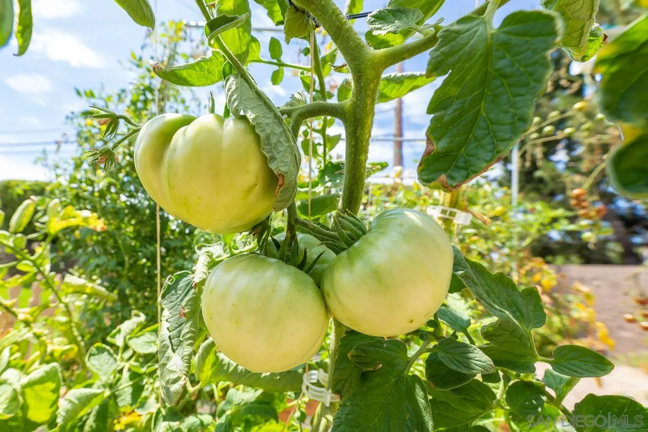 13610 Putney Road Poway, CA 92064 - Photo 37 of 62