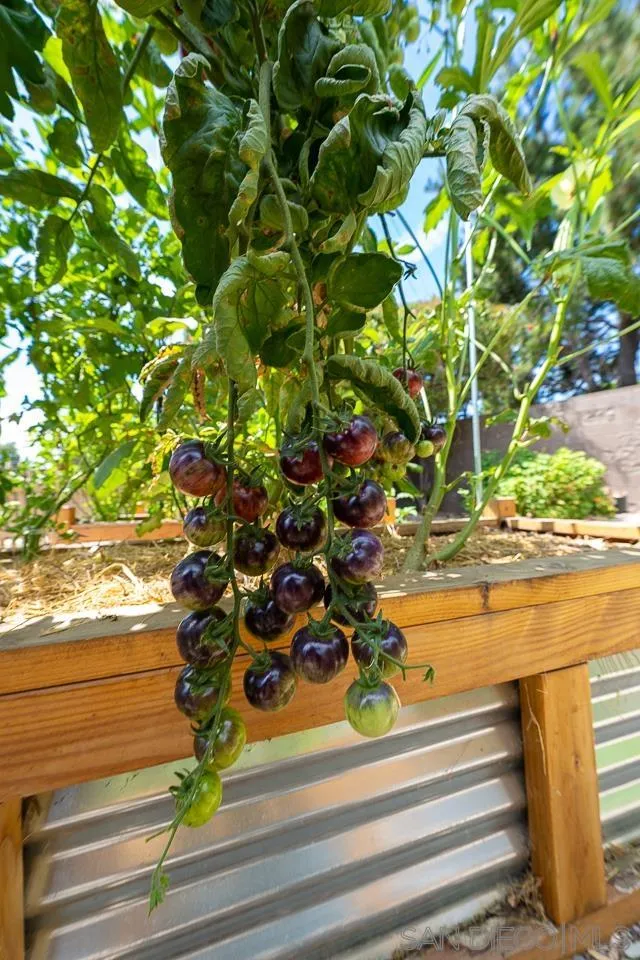 13610 Putney Road Poway, CA 92064 - Photo 38 of 62 a view of a house with a tree
