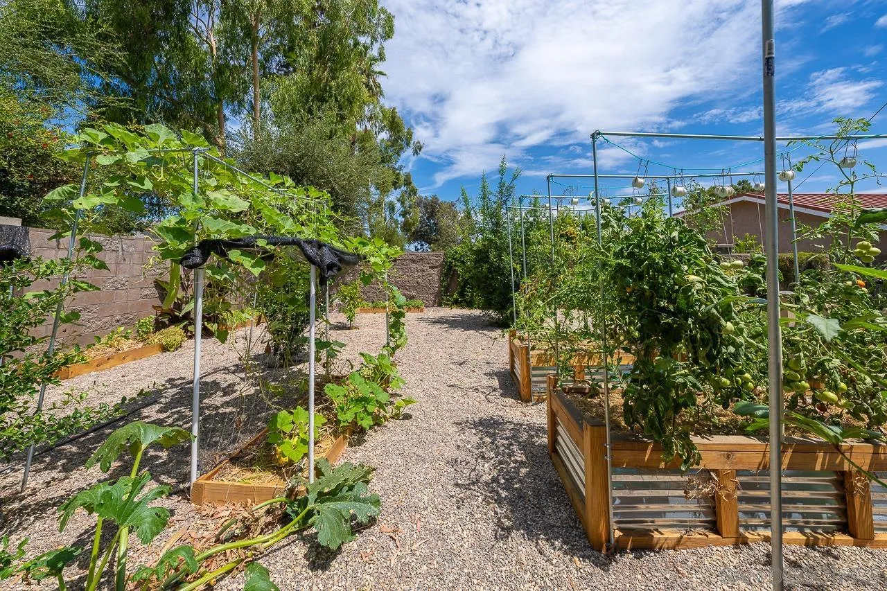13610 Putney Road Poway, CA 92064 - Photo 42 of 62 a view of a yard with plants and tree
