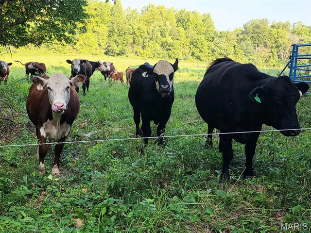 $560,000 | 4023 Juedeman Road, Cuba, MO 65453