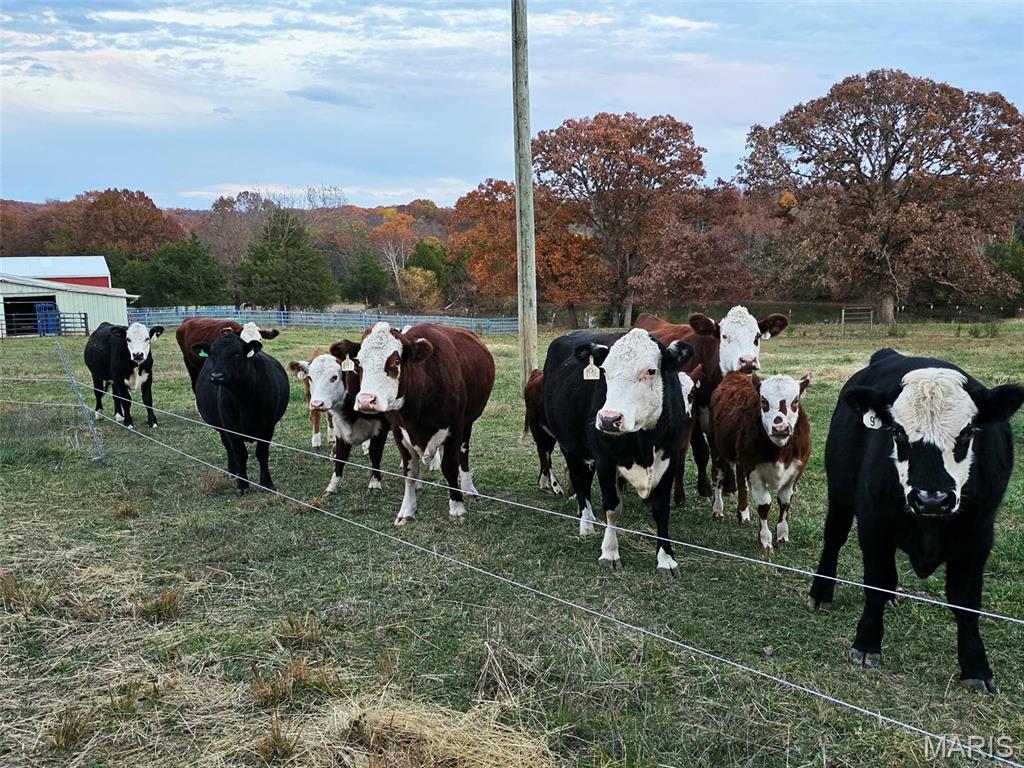 4023 Juedeman Road Cuba, MO 65453 - Photo 58 of 70