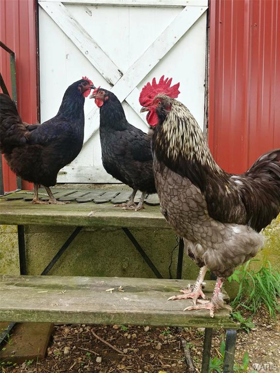 4023 Juedeman Road Cuba, MO 65453 - Photo 61 of 70