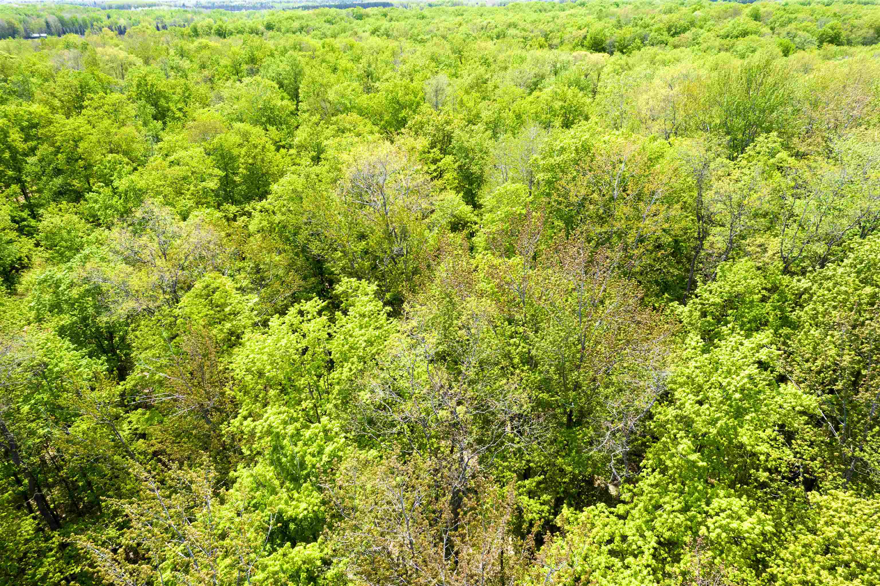 9454 Southwest Raspberry Ridge Fife Lake, MI 49633 - Photo 12 of 33