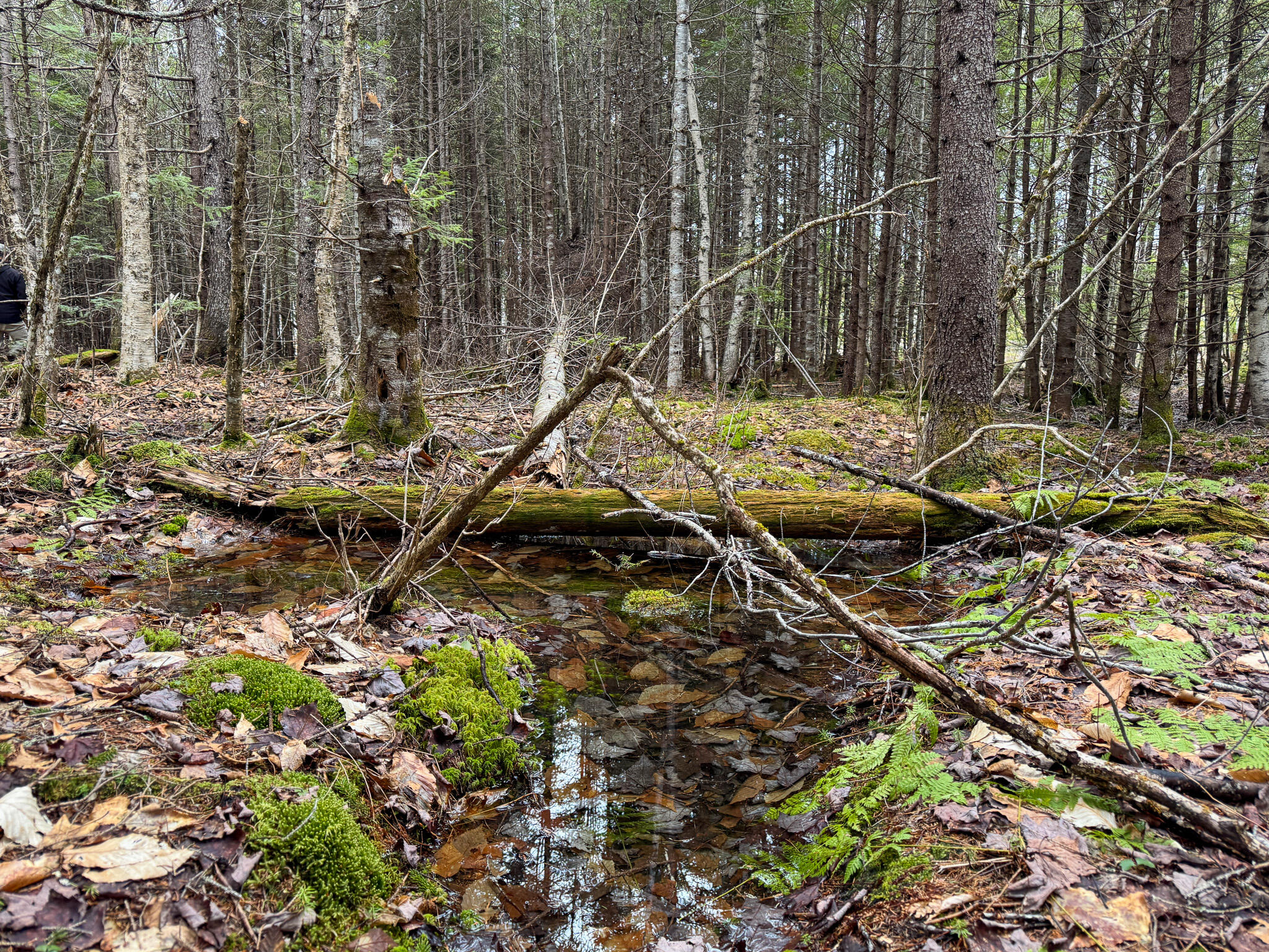 Lot 96 Freedom Way Springfield, ME 04487 - Photo 13 of 33 13
