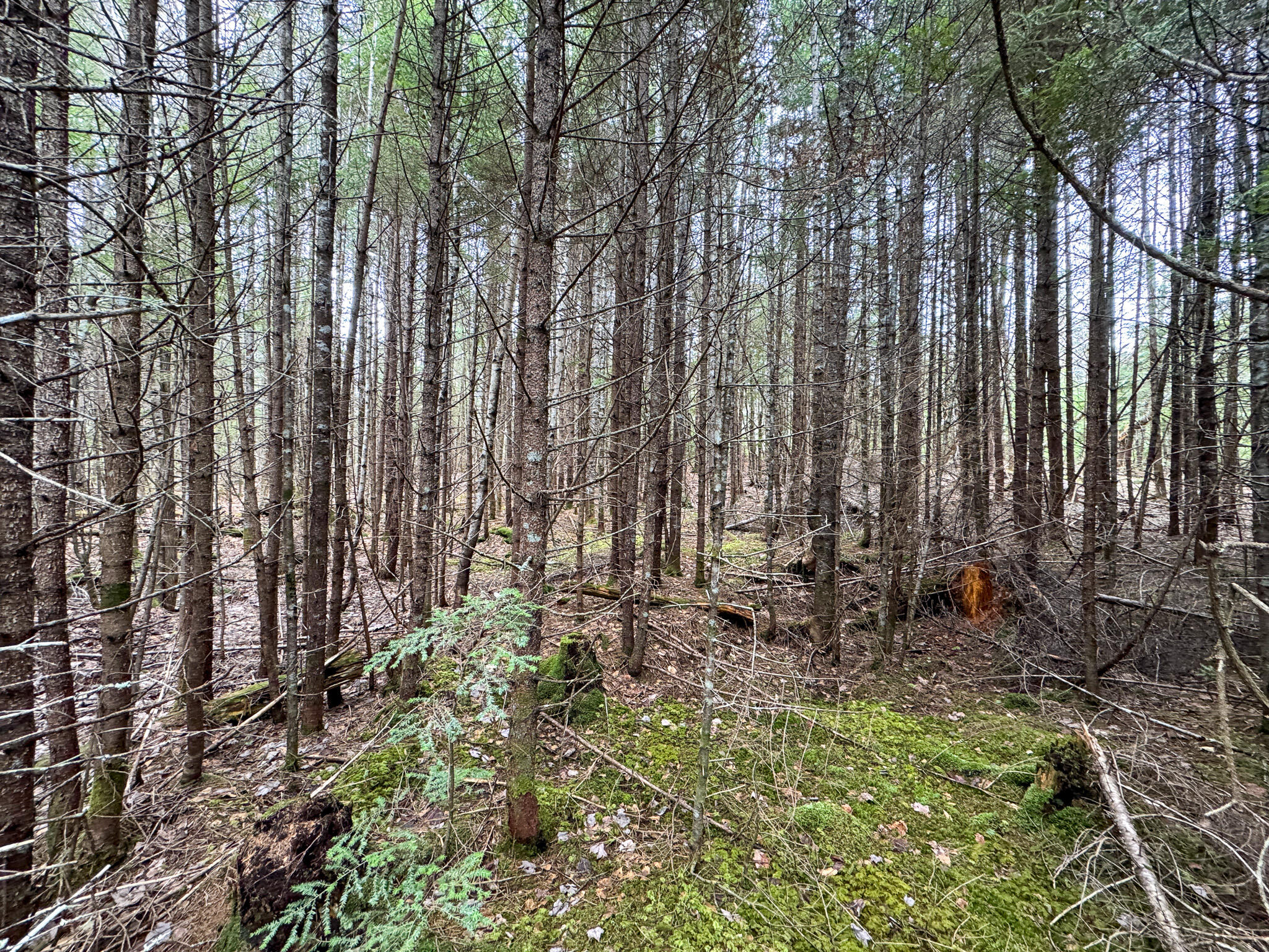 Lot 96 Freedom Way Springfield, ME 04487 - Photo 14 of 33 14