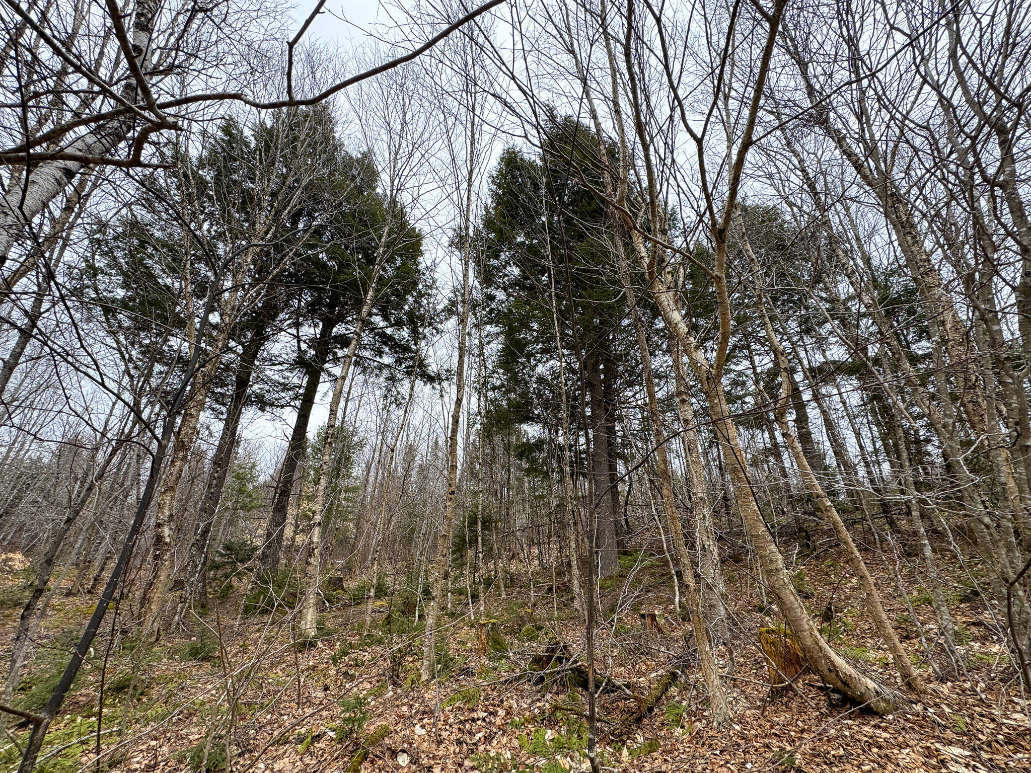 Lot 96 Freedom Way Springfield, ME 04487 - Photo 17 of 33 17