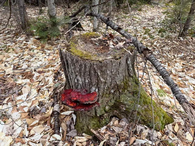 $65,000 | Lot 96 Freedom Way, Springfield, ME 04487