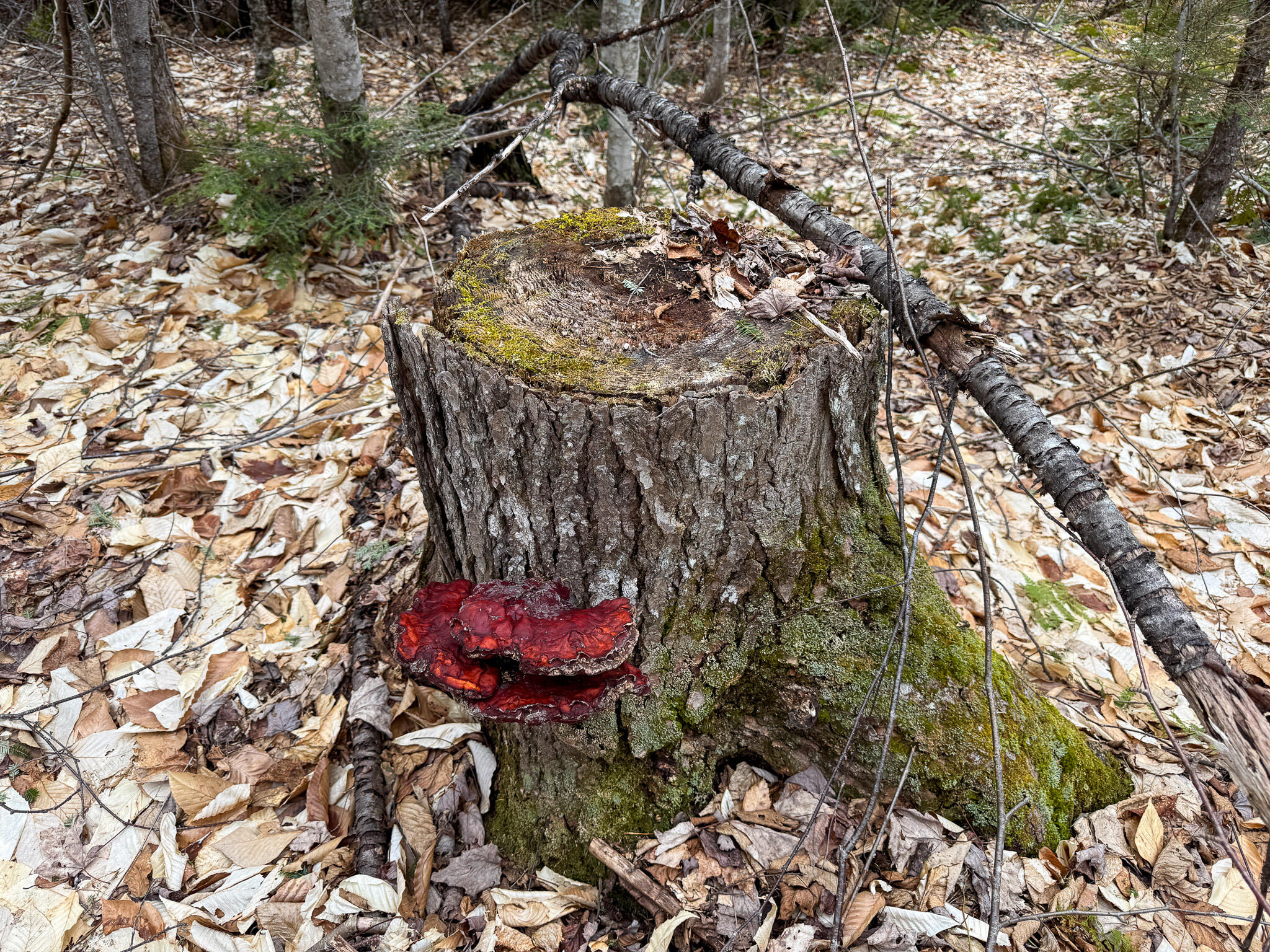 Lot 96 Freedom Way Springfield, ME 04487 - Photo 18 of 33 18