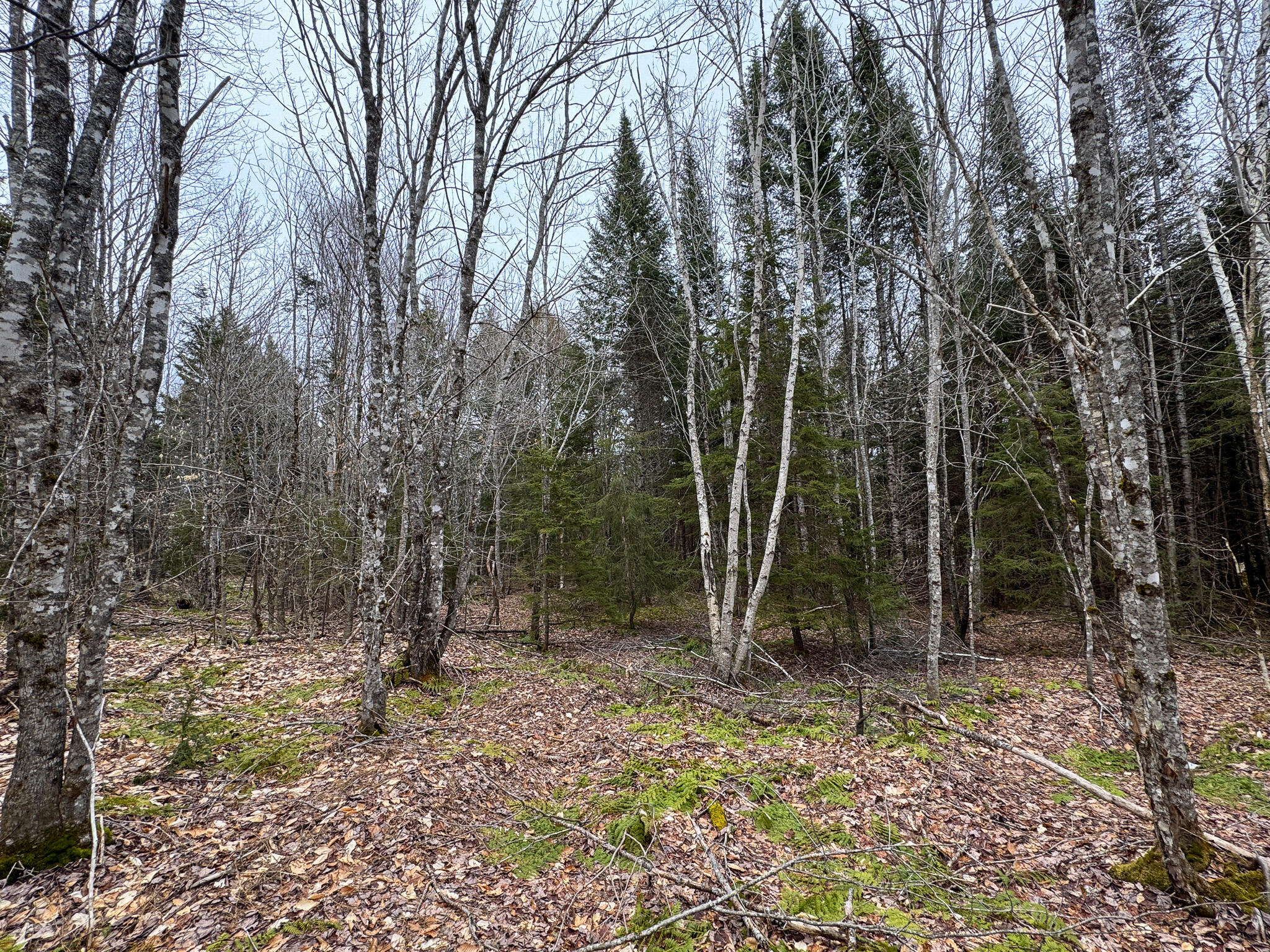 Lot 96 Freedom Way Springfield, ME 04487 - Photo 22 of 33 22