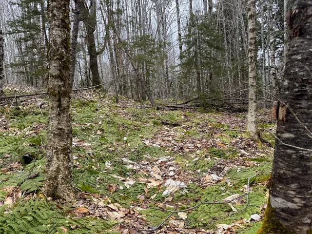 $65,000 | Lot 96 Freedom Way, Springfield, ME 04487