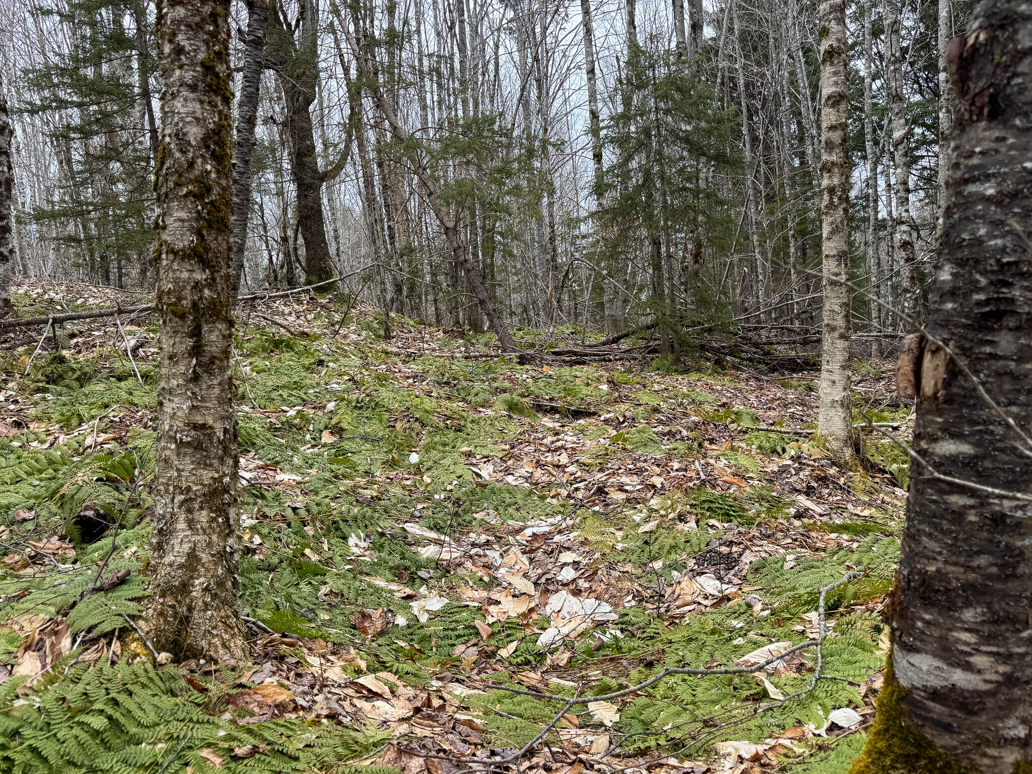 Lot 96 Freedom Way Springfield, ME 04487 - Photo 23 of 33 23