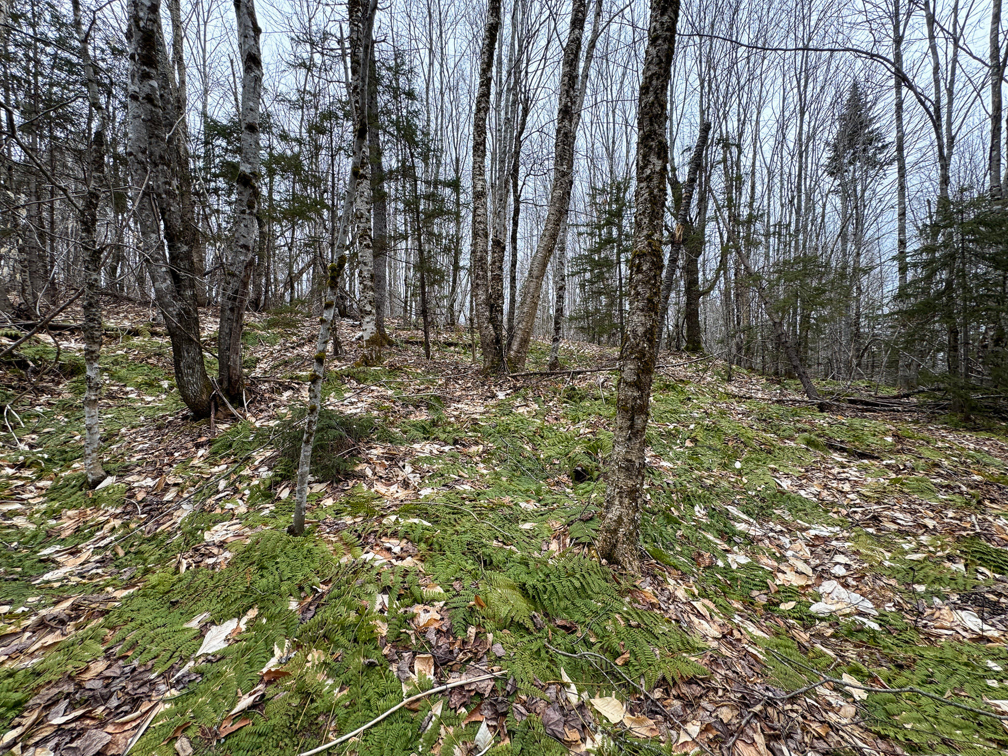 Lot 96 Freedom Way Springfield, ME 04487 - Photo 24 of 33 24