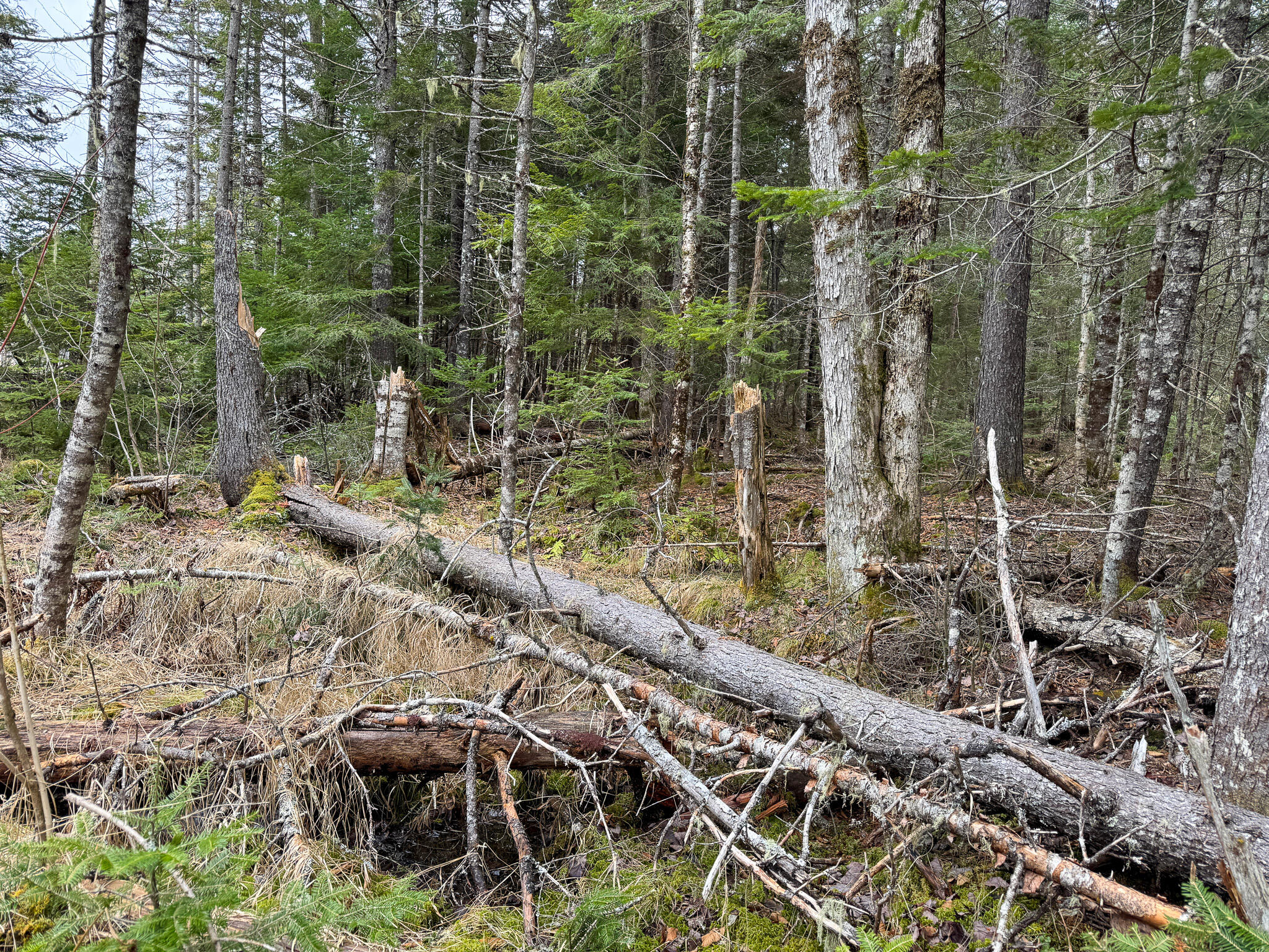 Lot 96 Freedom Way Springfield, ME 04487 - Photo 25 of 33 25