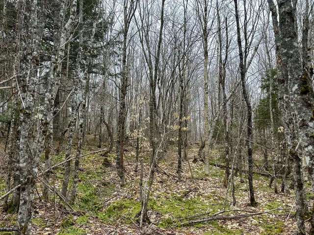 $65,000 | Lot 96 Freedom Way, Springfield, ME 04487