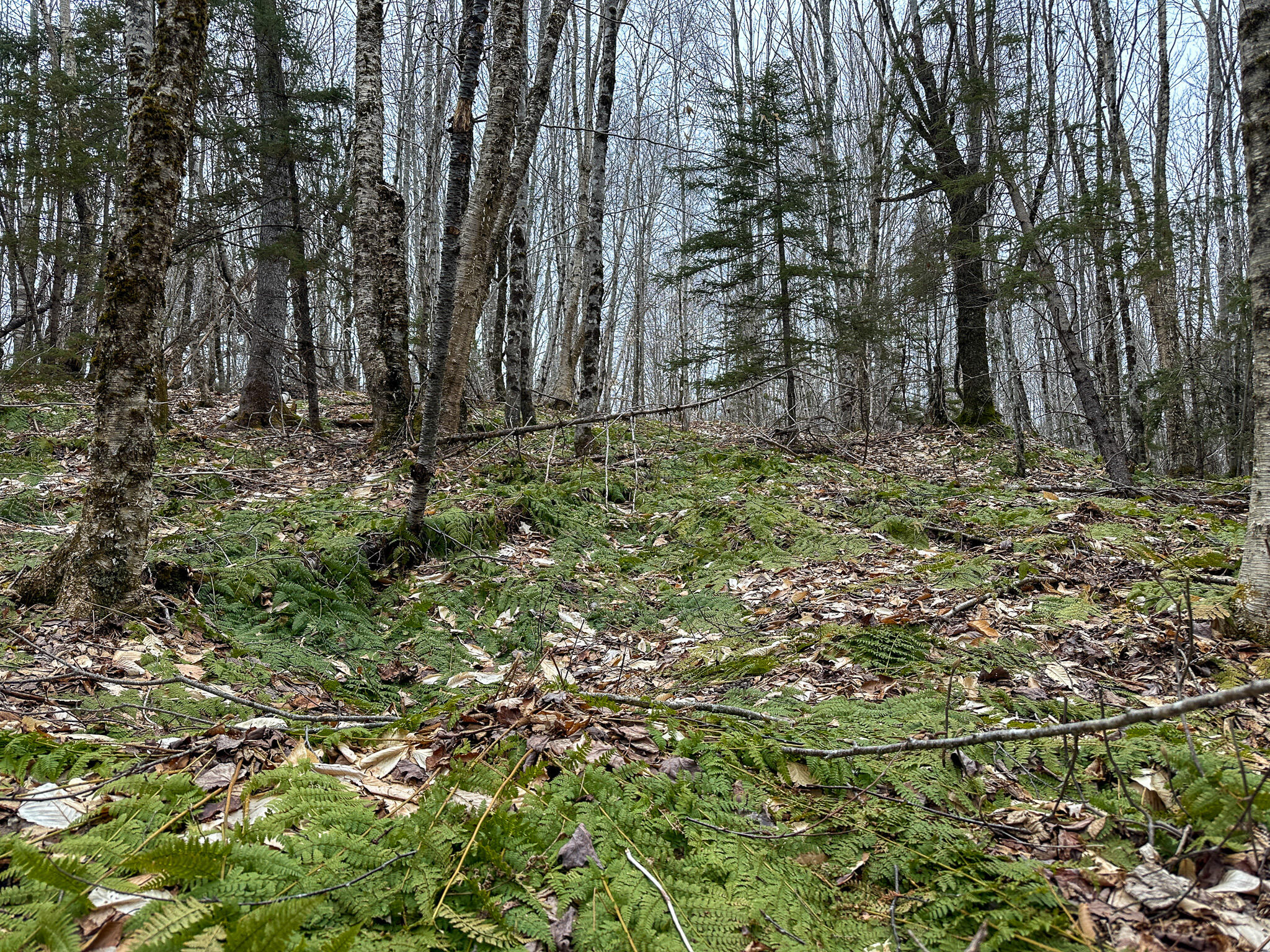 Lot 96 Freedom Way Springfield, ME 04487 - Photo 31 of 33 31