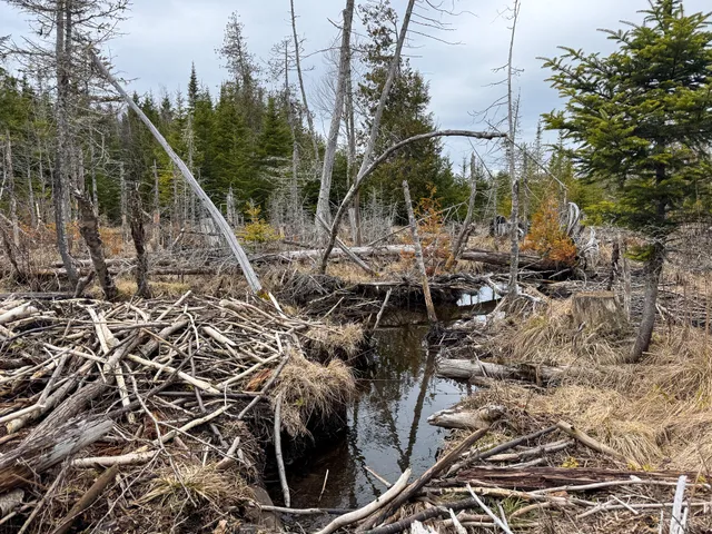 $65,000 | Lot 96 Freedom Way, Springfield, ME 04487