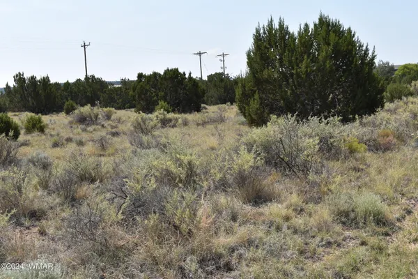 a view of a dry yard